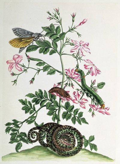 Jasmine: with snake, moth, caterpillar and chrysalis, plate 46 from `Over de Voorteeling